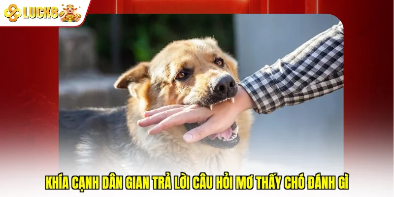 Khía cạnh dân gian trả lời câu hỏi mơ thấy chó đánh gì