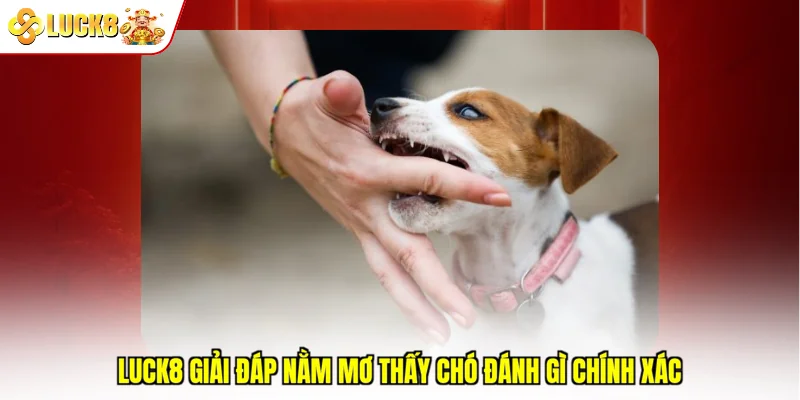 Luck8 giải đáp nằm mơ thấy chó đánh gì chính xác