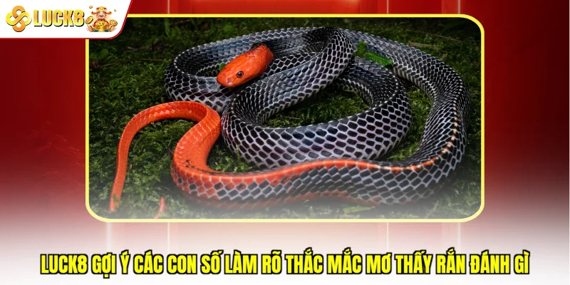 Luck8 gợi ý các con số làm rõ thắc mắc mơ thấy rắn đánh gì